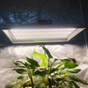Garden 200w Led Grow Light para plantas tropicales