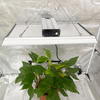 Luz de cultivo LED de jardín de baja energía para tomates