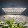 Luz de cultivo LED hidropónica de 100w para chiles