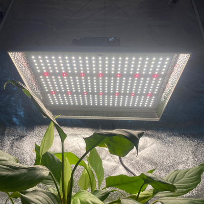 Luz de cultivo LED hidropónica de 100w para plantas tropicales