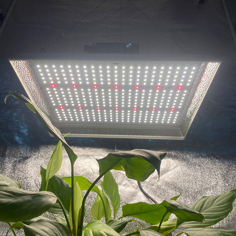 LED de jardín de alto rendimiento Cultive la luz para los tomates