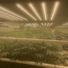 Luz de cultivo LED comercial de 1000w para tomates