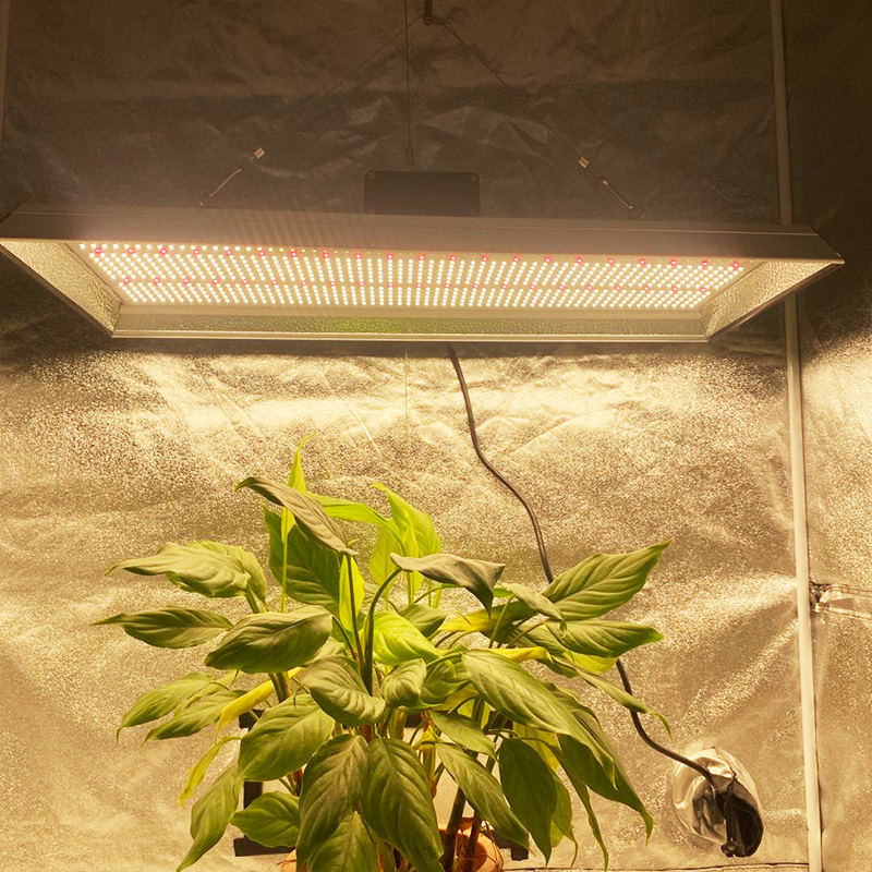 Planta 300w Led Grow Light para suculentas