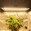 Luz de cultivo LED de 300w para interiores para tomates